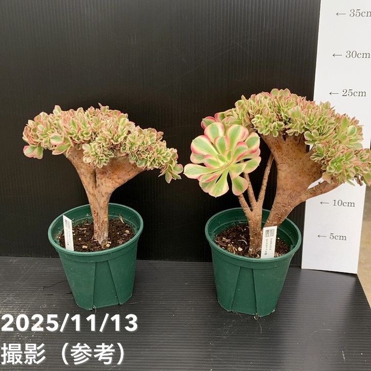 91#多肉植物アエオニウム錦❤️花火❤️ 18頭18cm 土付き出荷 農園直売 多肉植物 寄せ植え アエオニウム ピンクウィッチ（錦）群生