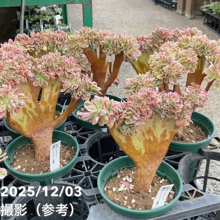 綴化アエオニウム ピンクウィッチ錦 4号｜観葉04-PA | □キーワード