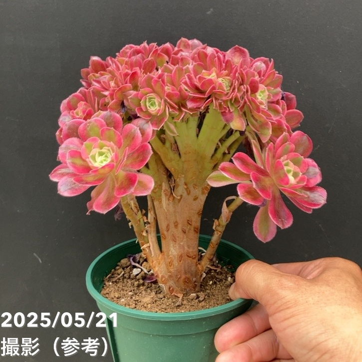 36#多肉植物アエオニウム錦❤️天合❤️1大頭10小頭21cm 拔き苗 75# 多肉植物アエオニウム錦❤️ 艶凝❤️1大頭30小頭高27cn宽