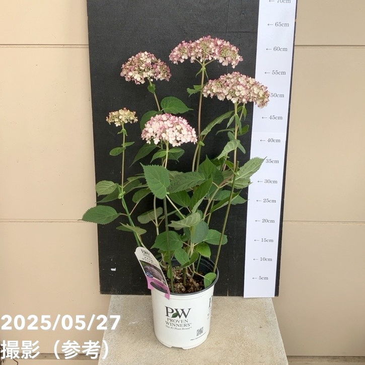 PW アナベル グランデ ピンク 5号 PVP｜花木04-PA | 花木・庭木