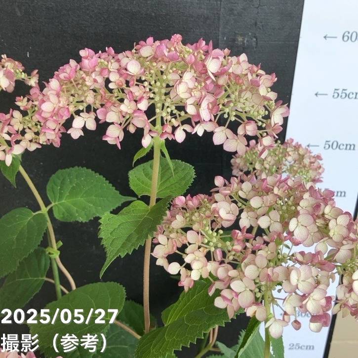 PW アナベル グランデ ピンク 5号 PVP｜花木04-PA | 花木・庭木