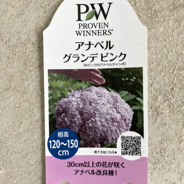 PW アナベル グランデ ピンク 5号 PVP｜花木04-PA | 花木・庭木