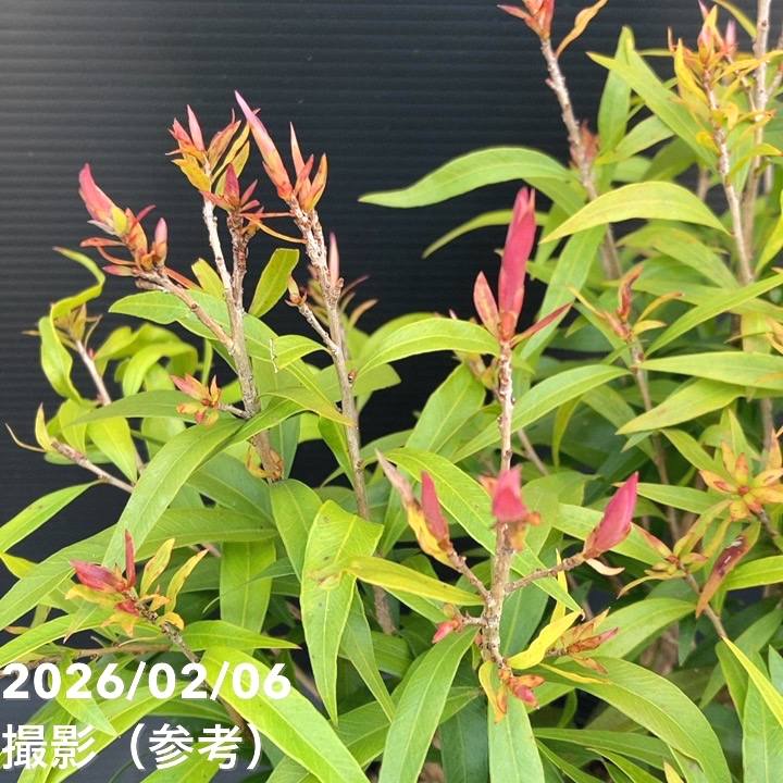 【数量限定】カリステモン グレートボール オブ ファイヤー 5号 ※お届けに10日程度かかる場合がございます。|花木10-TN