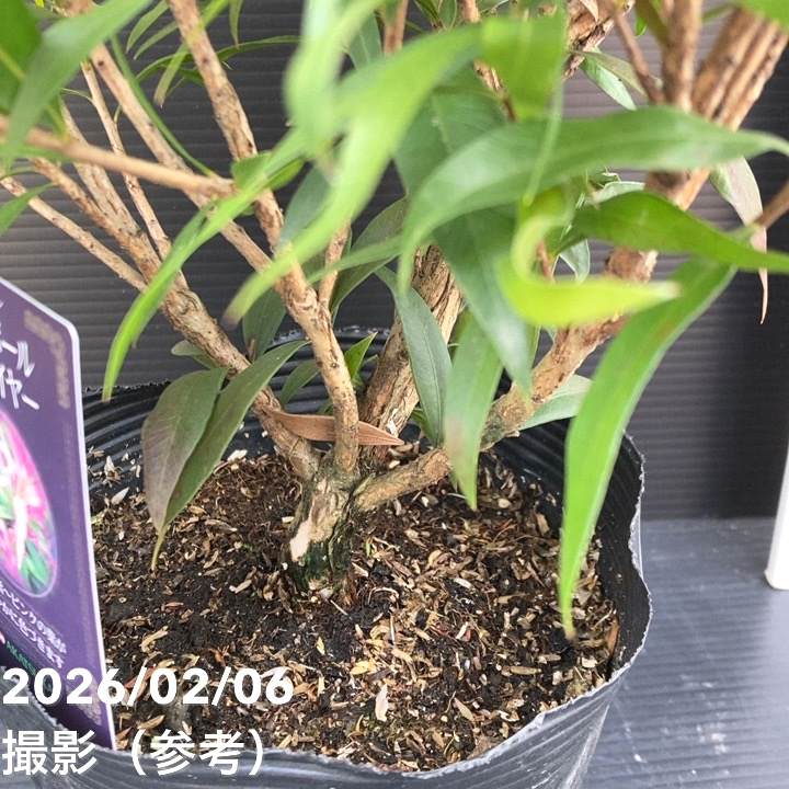 【数量限定】カリステモン グレートボール オブ ファイヤー 5号 ※お届けに10日程度かかる場合がございます。|花木10-TN