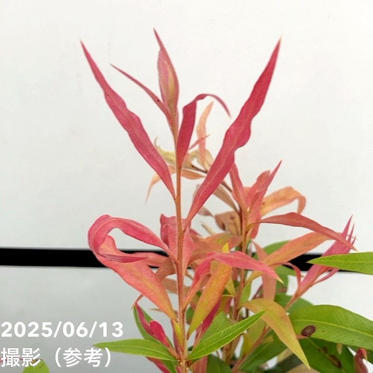 【数量限定】カリステモン グレートボール オブ ファイヤー 5号 ※お届けに10日程度かかる場合がございます。|花木10-TN