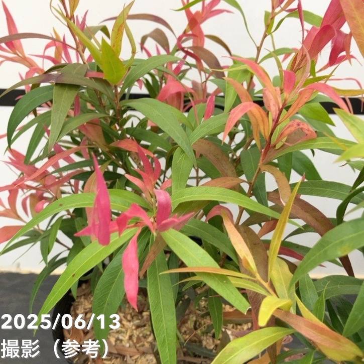 【数量限定】カリステモン グレートボール オブ ファイヤー 5号 ※お届けに10日程度かかる場合がございます。|花木10-TN