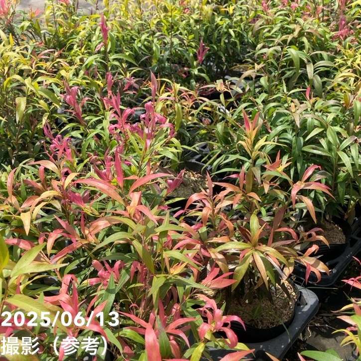 【数量限定】カリステモン グレートボール オブ ファイヤー 5号 ※お届けに10日程度かかる場合がございます。|花木10-TN