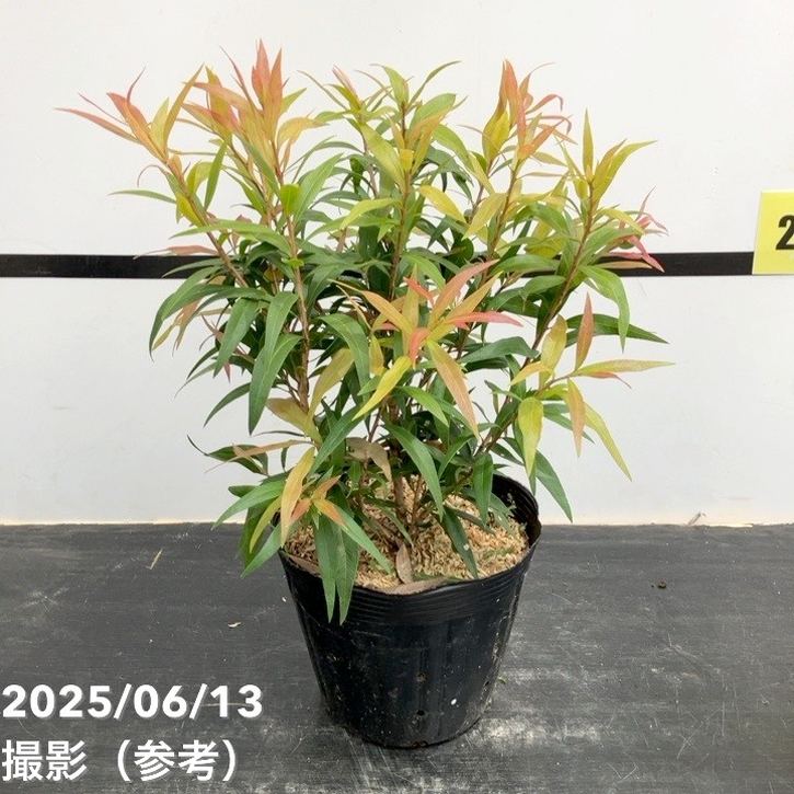 カリステモン スポットファイヤー　8号鉢 大株　オージープランツ 大株 カリステモン スポットファイヤー ポット鉢植え 苗 ブラシの木