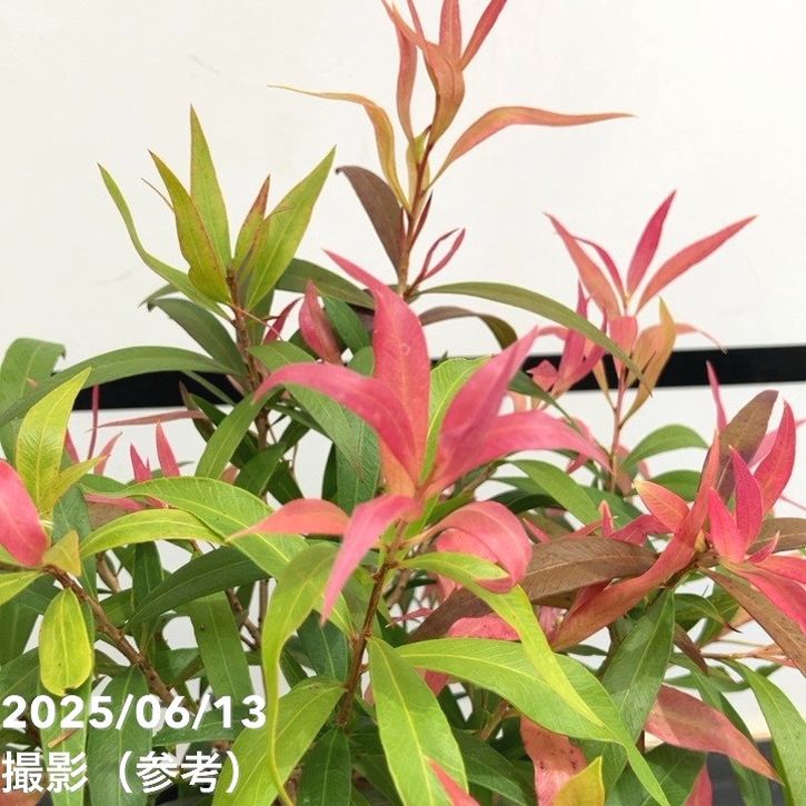 数量限定】カリステモン グレートボール オブ ファイヤー 5号 ※お届け