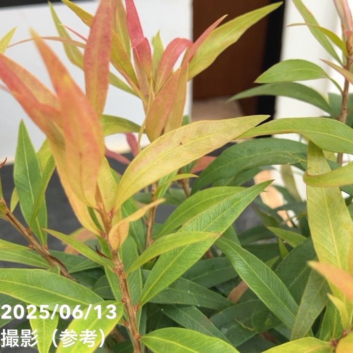 【数量限定】カリステモン グレートボール オブ ファイヤー 5号 ※お届けに10日程度かかる場合がございます。|花木10-TN