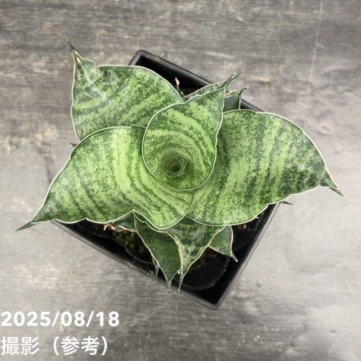 期間限定10％OFF！】サンスベリア 4号 マハナコーン Mahanakhon 角プラ