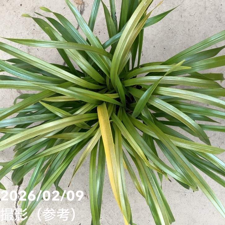 <花芽確認済み>キンリョウヘン 6号(品種不明)|ミツバチ蘭|洋蘭10-TU