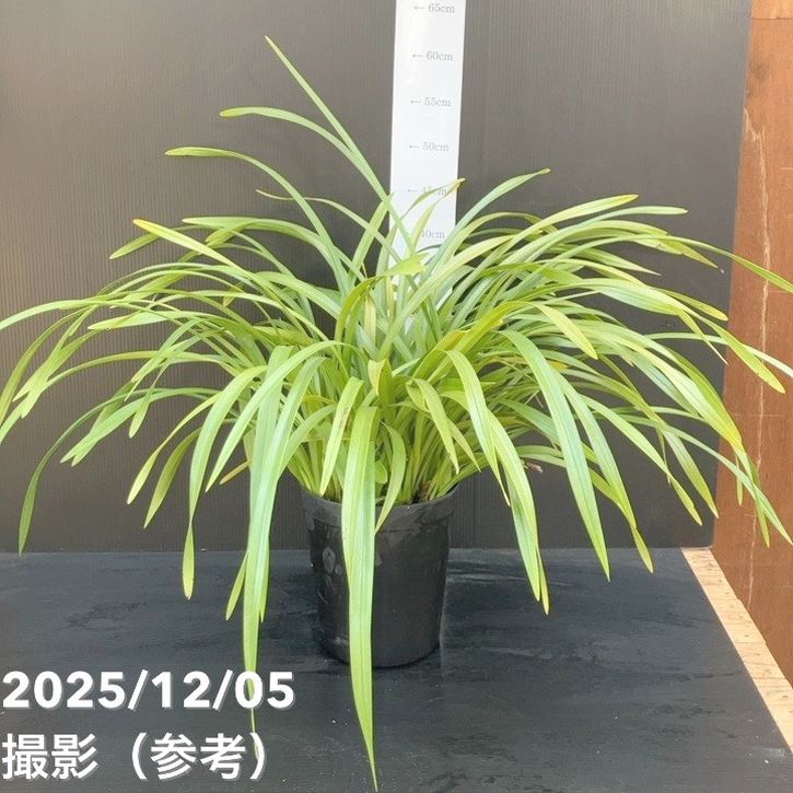 花芽確認済み＞キンリョウヘン 6号（品種不明）｜ミツバチ蘭｜洋蘭10