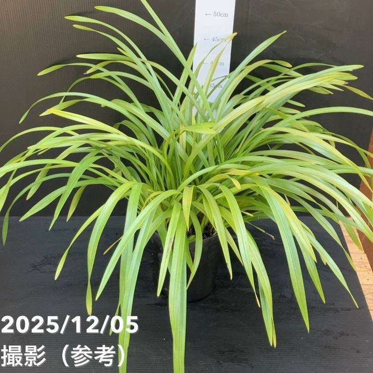 開花見込み株＞キンリョウヘン 6号（品種不明）｜ミツバチ蘭｜洋蘭10