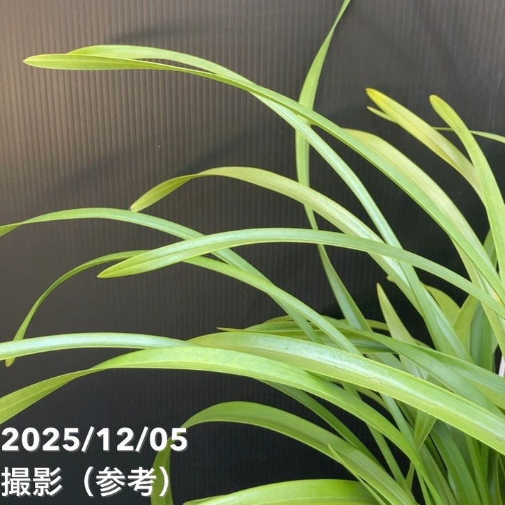 <花芽確認済み>キンリョウヘン 6号(品種不明)|ミツバチ蘭|洋蘭10-TU