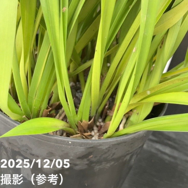 花芽確認済み＞キンリョウヘン 6号（品種不明）｜ミツバチ蘭｜洋蘭10