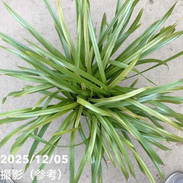 <花芽確認済み>キンリョウヘン 6号(品種不明)|ミツバチ蘭|洋蘭10-TU