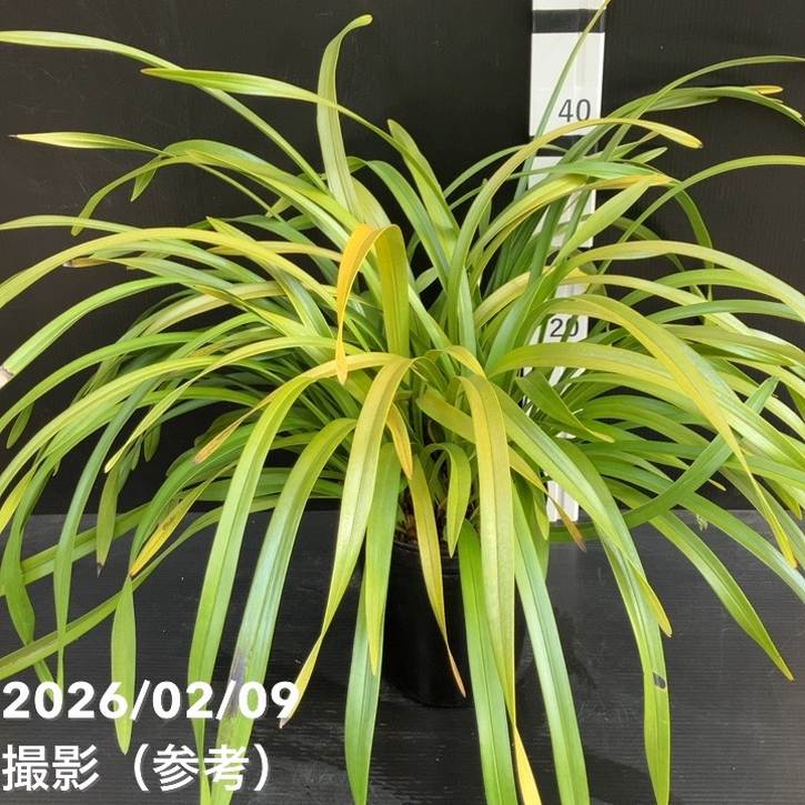 <花芽確認済み>キンリョウヘン 6号(品種不明)|ミツバチ蘭|洋蘭10-TU