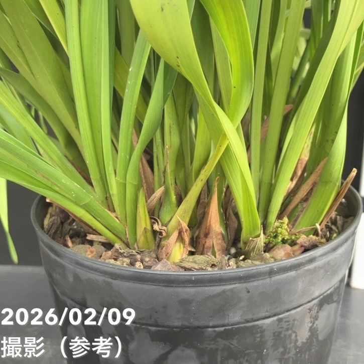 花芽確認済み＞キンリョウヘン 6号（品種不明）｜ミツバチ蘭｜洋蘭10