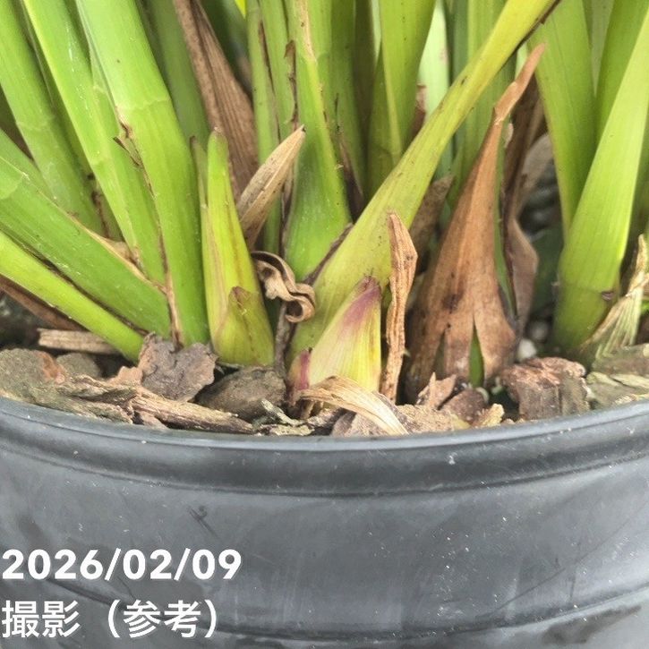 <花芽確認済み>キンリョウヘン 6号(品種不明)|ミツバチ蘭|洋蘭10-TU