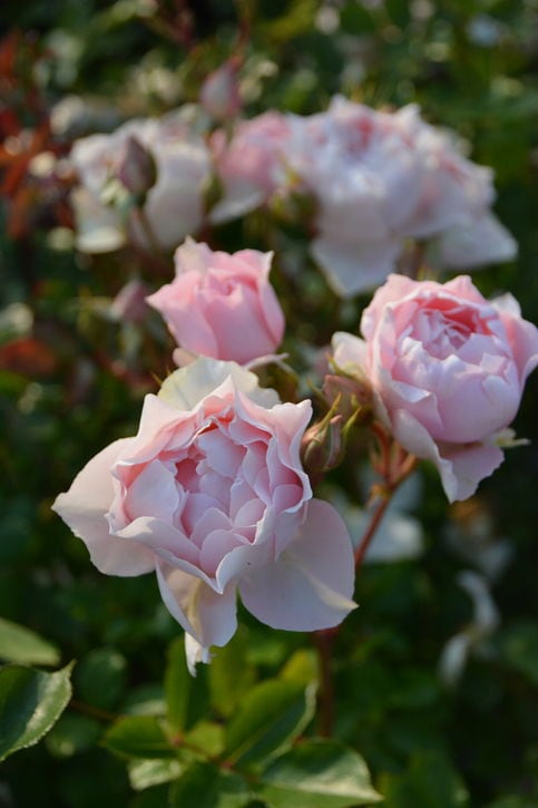 バラ大苗 ローブ・デ・コルテ 7号 ロサ・オリエンティスプログレッシオ