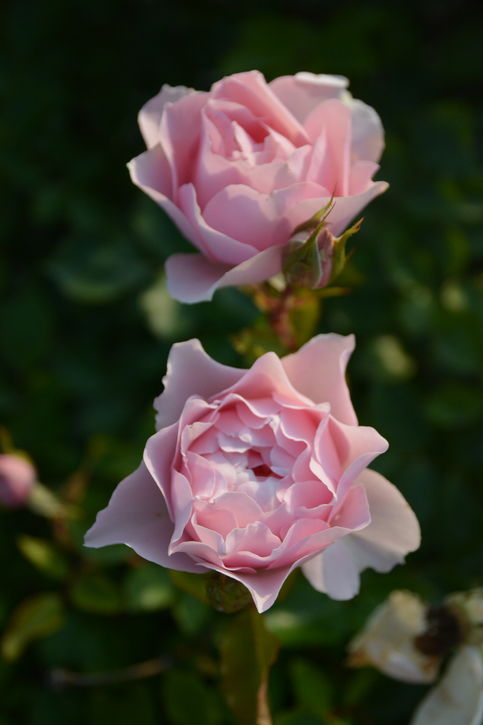 バラ大苗 ローブ・デ・コルテ 7号 ロサ・オリエンティスプログレッシオ