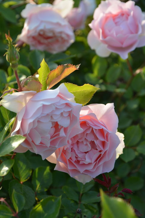 mm5再録5枚バラ売り不可 バラ大苗 ローブ・デ・コルテ 7号 ロサ・オリエンティスプログレッシオ