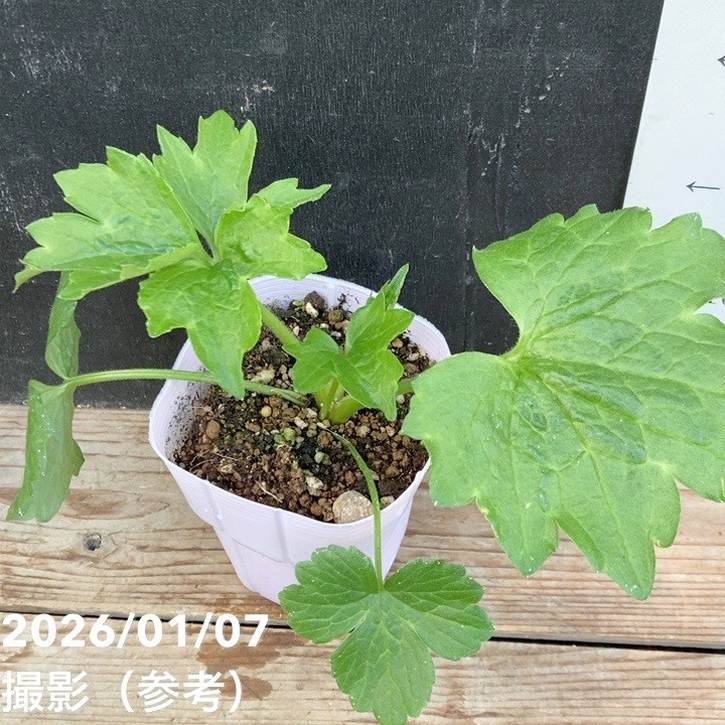 ラナンキュラス ラックスシリーズ 3.5～4号 アポロン｜草花04-PA