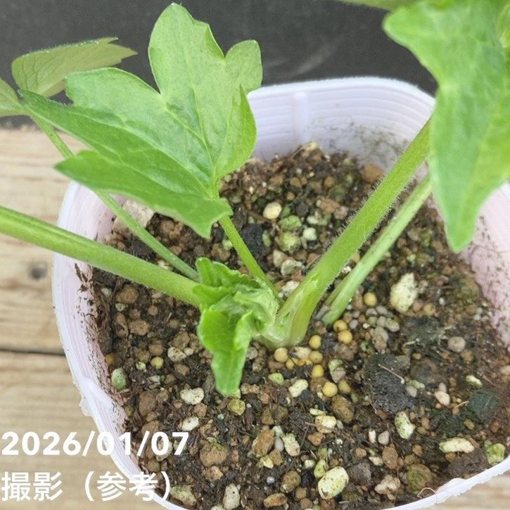 らふらん ラナンキュラス ラックスシリーズ 3.5～4号 アポロン｜草花04-PA