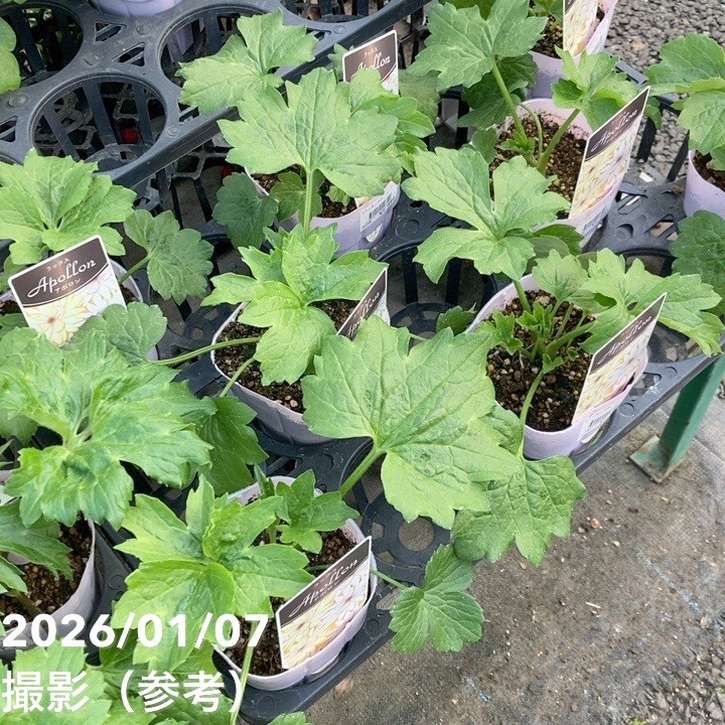 ラナンキュラス ラックスシリーズ 3.5～4号 アポロン｜草花04-PA