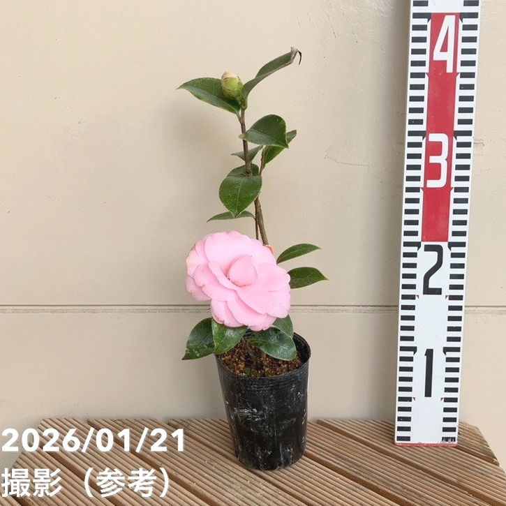 椿 ツバキ 3号 ジュリアウィルソン［こだわりの前田ナーセリー苗