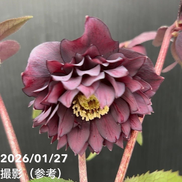 一点物】広瀬園芸 クリスマスローズ 5号（HR3）｜山野04-PA | 草花