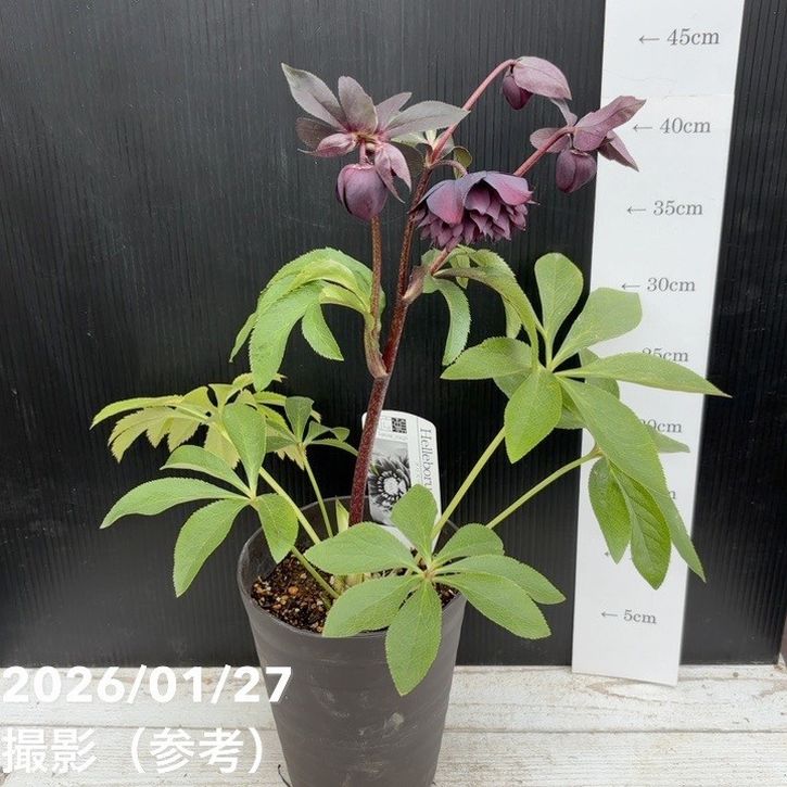 一点物】広瀬園芸 クリスマスローズ 5号（HR3）｜山野04-PA | 草花