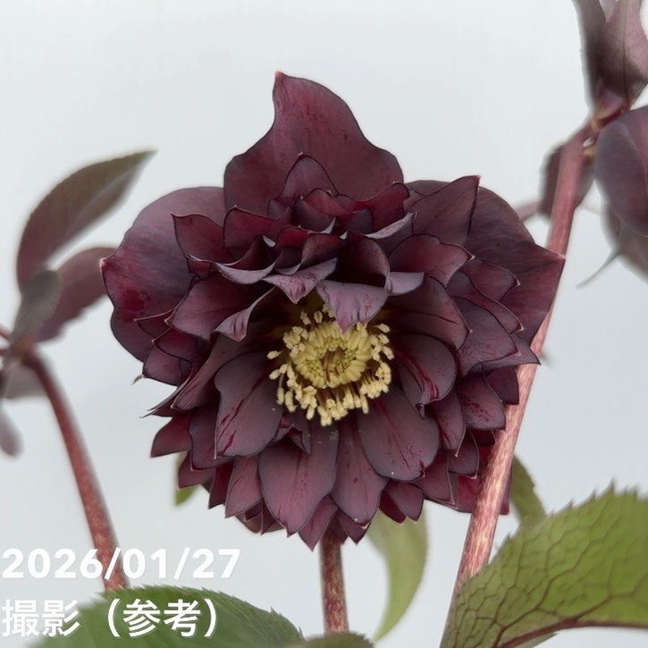 一点物】広瀬園芸 クリスマスローズ 5号（HR3）｜山野04-PA | 草花