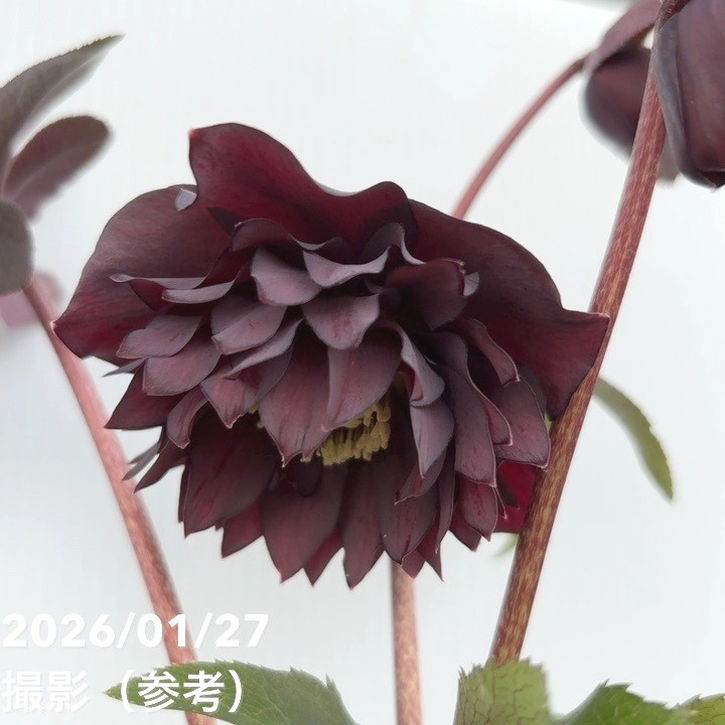 一点物】広瀬園芸 クリスマスローズ 5号（HR3）｜山野04-PA | 草花