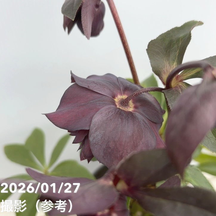 一点物】広瀬園芸 クリスマスローズ 5号（HR3）｜山野04-PA | 草花