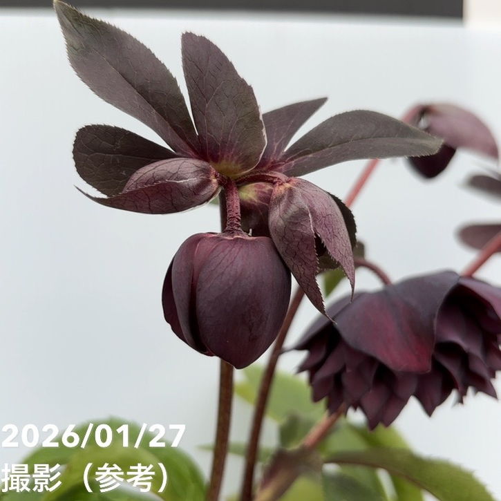 一点物】広瀬園芸 クリスマスローズ 5号（HR3）｜山野04-PA | 草花