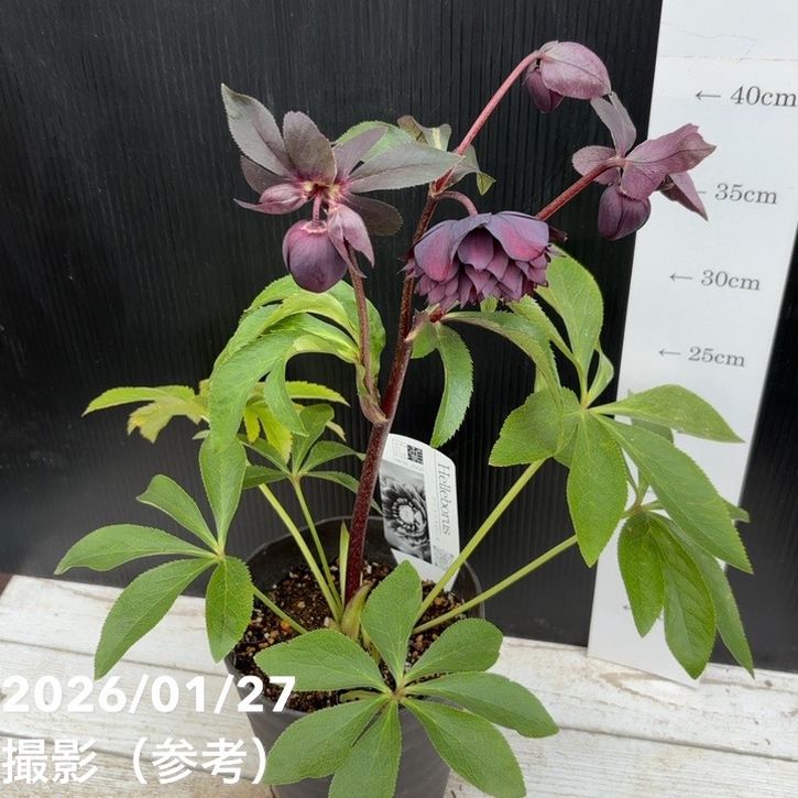 一点物】広瀬園芸 クリスマスローズ 5号（HR3）｜山野04-PA | 草花