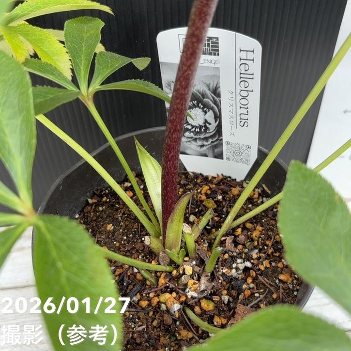 一点物】広瀬園芸 クリスマスローズ 5号（HR3）｜山野04-PA | 草花