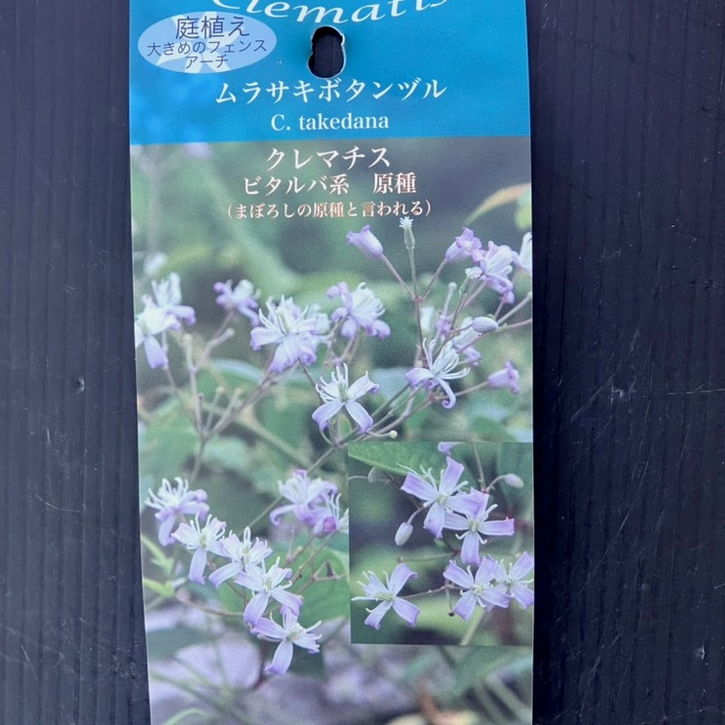クレマチス ビタルバ系 原種 ムラサキボタンヅル 4号｜草花04-PA