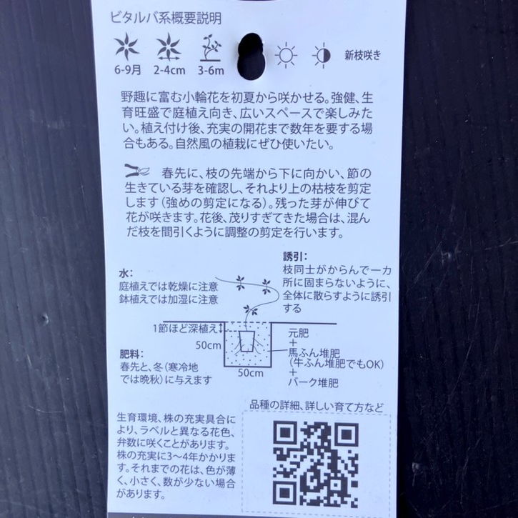 クレマチス ビタルバ系 原種 ムラサキボタンヅル 4号｜草花04-PA