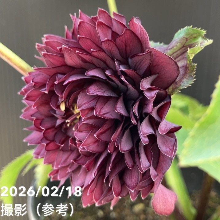 一点物】広瀬園芸 クリスマスローズ 4.5号（HR26）｜山野04-PA | 草花