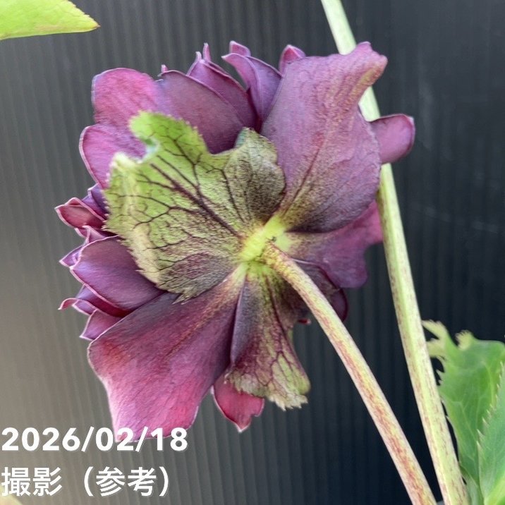 一点物】広瀬園芸 クリスマスローズ 4.5号（HR26）｜山野04-PA | 草花