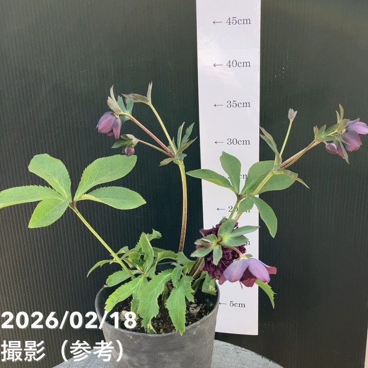 一点物】広瀬園芸 クリスマスローズ 4.5号（HR26）｜山野04-PA | 草花