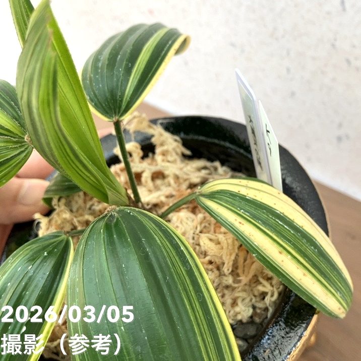 決算P5倍！10%OFF！8/2まで】【現品お届け】観音竹 カンノンチク