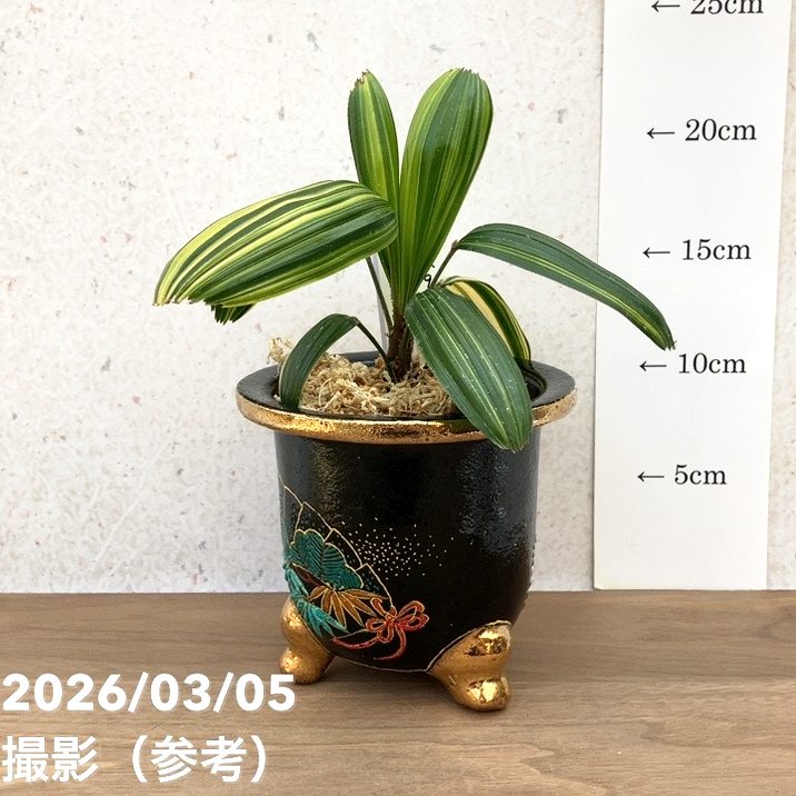 現品お届け】観音竹 カンノンチク 大黒天の縞 だいこくてんのしま 錦鉢