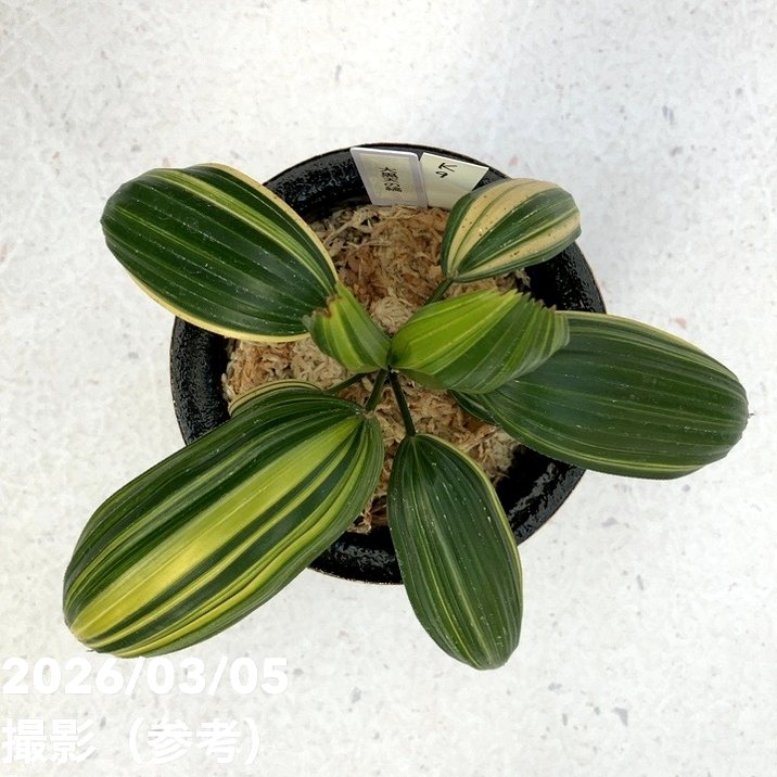 現品お届け】観音竹 カンノンチク 大黒天の縞 だいこくてんのしま 錦鉢