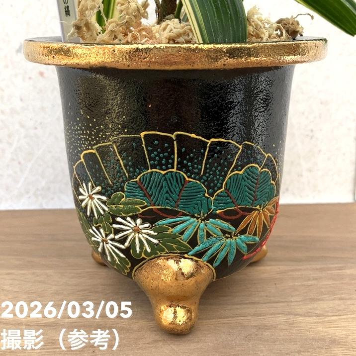 現品お届け】観音竹 カンノンチク 大黒天の縞 だいこくてんのしま 錦鉢