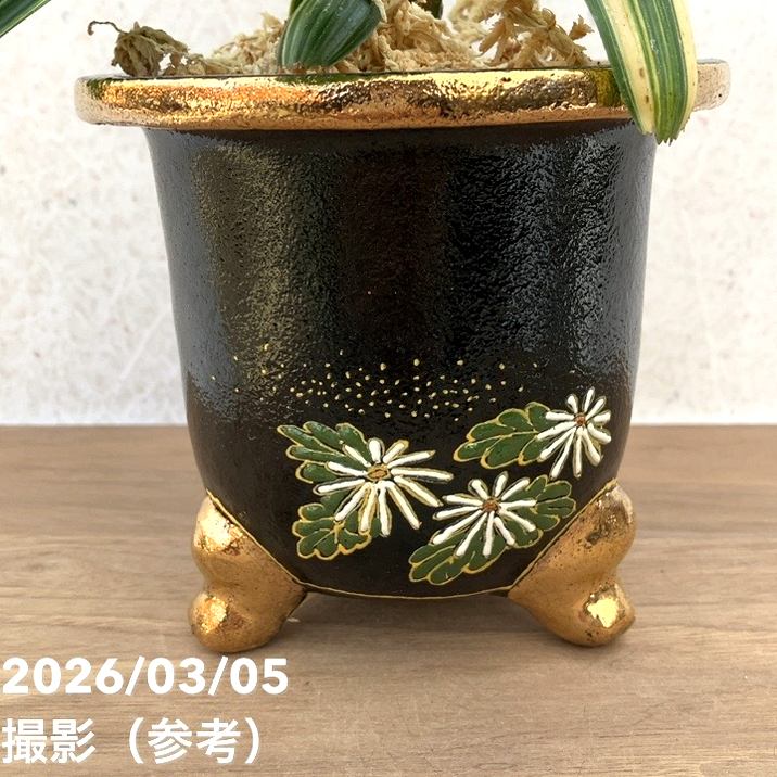 現品お届け】観音竹 カンノンチク 大黒天の縞 だいこくてんのしま 錦鉢