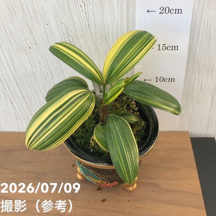 決算P5倍！10%OFF！8/2まで】【現品お届け】観音竹 カンノンチク